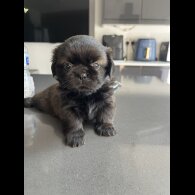 Shih Tzu - Both