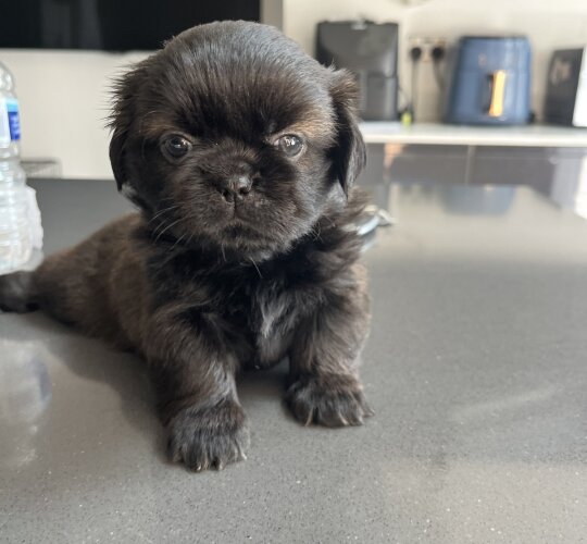 Shih Tzu