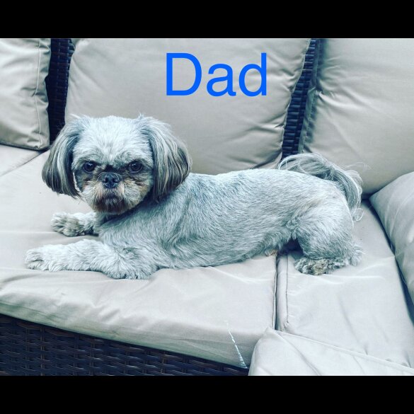 Shih Tzu - Both