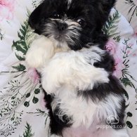 Shih Tzu - Both