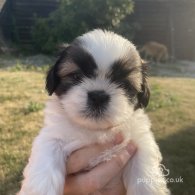 Shih Tzu - Both