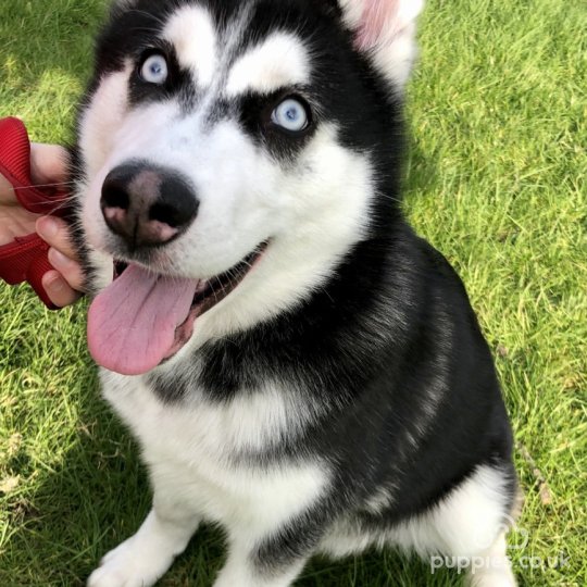 Siberian Husky