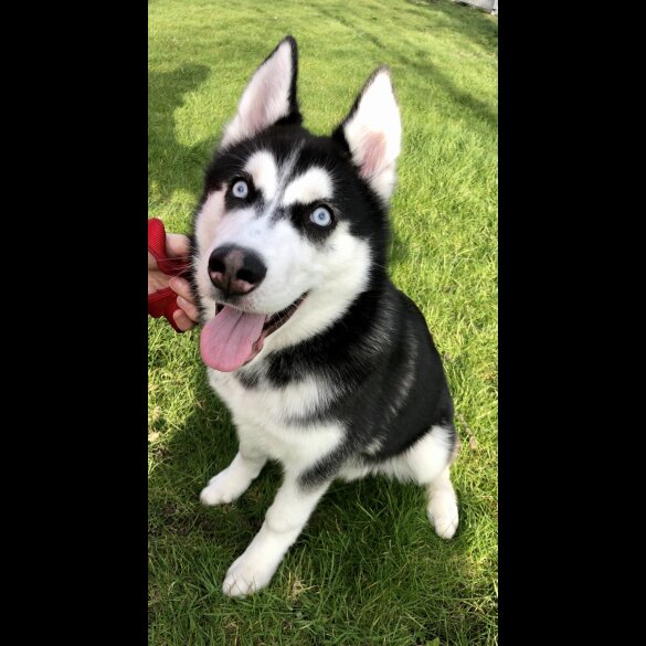 Siberian Husky