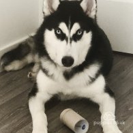 Siberian Husky