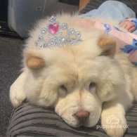 Chow Chow - Both