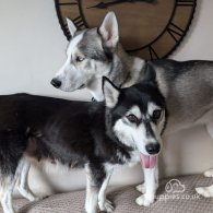 Siberian Husky - Bitches