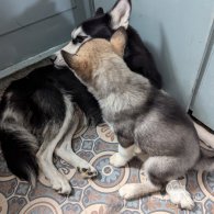 Siberian Husky - Bitches