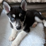 Siberian Husky - Bitches