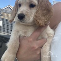 Sprocker Spaniel - Both