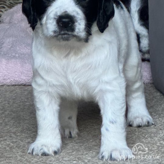 Sprocker Spaniel - Both