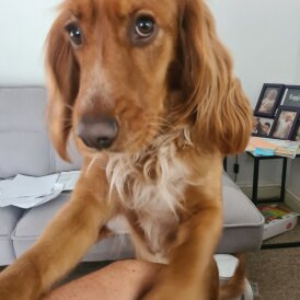 Sprocker Spaniel