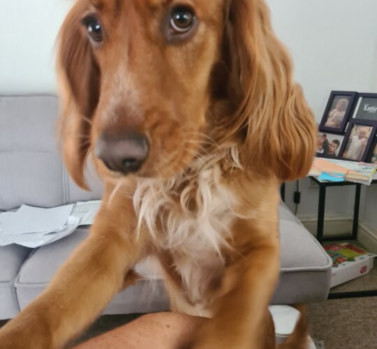 Sprocker Spaniel