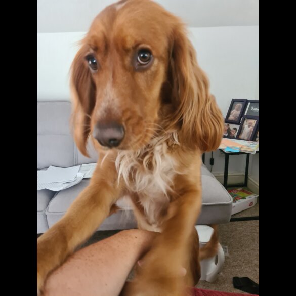 Sprocker Spaniel