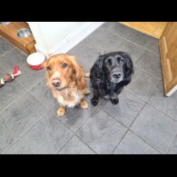 Sprocker Spaniel