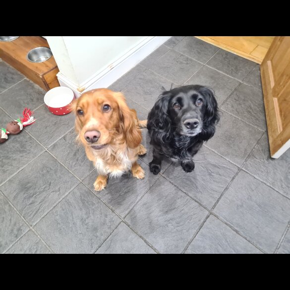 Sprocker Spaniel