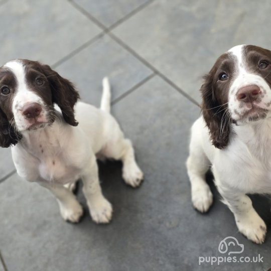 Sprocker Spaniel - Both