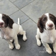 Sprocker Spaniel - Both