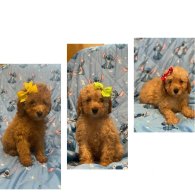 Toy Poodle - Dogs