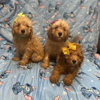 Toy Poodle - Dogs