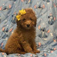 Toy Poodle - Dogs