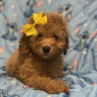 Toy Poodle - Dogs