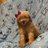 Toy Poodle - Dogs