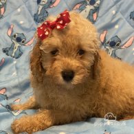 Toy Poodle - Dogs