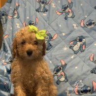 Toy Poodle - Dogs