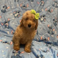 Toy Poodle - Dogs