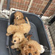 Toy Poodle - Dogs