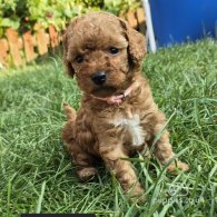 Toy Poodle - Both