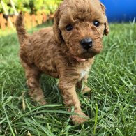 Toy Poodle - Both