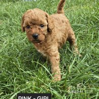 Toy Poodle - Both