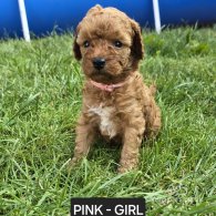 Toy Poodle - Both