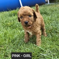 Toy Poodle - Both