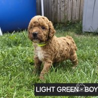 Toy Poodle - Both