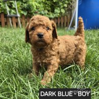 Toy Poodle - Both