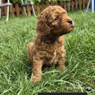 Toy Poodle - Both