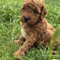 Toy Poodle - Both