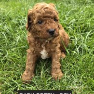 Toy Poodle - Both