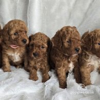 Toy Poodle - Both