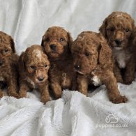 Toy Poodle - Both