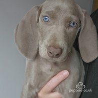 Weimaraner - Both