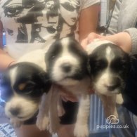 Welsh Springer Spaniel - Both