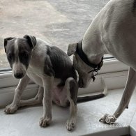 Whippet - Bitches