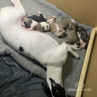 Whippet - Dogs