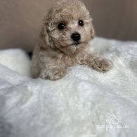 Poochon - Both