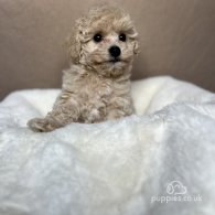 Poochon - Both