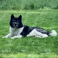 Akita - Both