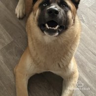 Akita - Both